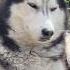 I Just Thought You Could Use A Little Moment Of Archer Zen Siberianderpskies Husky
