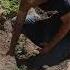 How To Hill Potatoes