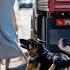 Animals Warning Signals To Humans Animals Rescue Dog