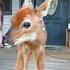 They Found A Baby Deer Without Its Mother And Then This Happened