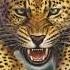 Leopard Sound Effects