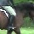 Boudicca First Low Hunter Show
