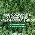 хризантемы хризантемывсаду хризантема хризантемамультифлора мультифлора