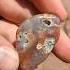 Beautiful Polished Rosebud Agate Agate Gemstone Treasure