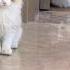 INXX And Crush Mbti Cat Shorts