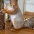 Fluffy And Beautiful Siberian Squirrels In Search Of Pine Nuts