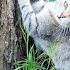 There Are As Many Cats As Grains Of Sand In The Sea All Over Istanbul Adorable Paws