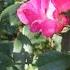 Roses Are Red Blooming Flower Plant Petals Farming Garden Song Video India HD Orchid Pictures