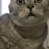 Навигатор трогал смехдослез Cat видосыоткота юмор веселыекоты кот котики смешновидео