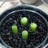 Regrowing Green Onions In Water Vs Soil