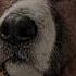 BUCK DESERVED BETTER The Call Of The Wild Edit Камин EMIN JONY Slowed ReverbVersion