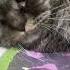 Моя Красивая Моя Нежная Cat видосыоткота котик Scottishfold прикольныекоты топ