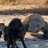 The Goat Was Angry With Komodo Komodo Viral Wildlife Komodoisland Komodoindonesia