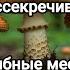 Секретные грибные места