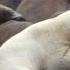 Polar Bear Vs Walrus Planet Earth BBC Earth