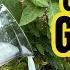 Just 1 Cup And Tomatoes Will GROW OVERNIGHT Fruit So Large You Can T Harvest Them All