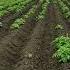 Как повлияла глубина посадки на рост картофеля Potato картофель Shorts картошка поле Field