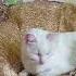 What Is Fluffy Plaki Plaki Or Naramaldaki Trend Qmiir