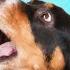 Despacito Song Dog Sound 20 Dog Song Dog Video