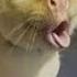 Funny Animals Very Funny Cats And Dogs Videos PART 2