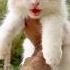 Kitten Meowing Cat Sound Cat Video Cat Voice Cat Persian Cat Sound Persian Cat Cats