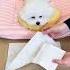 Https Mintake Com Dog Pets Doggielife Mypetcat Doggielife Fyp Youtube