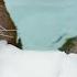 Otter Tries To Give Her Snowball A Bath And Confusion Follows