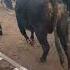 Buqa Boqish Chorvabozori Molboqish Sigir Chorvachilikuz Bull Cow Simmintal чорва Angus