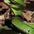 The Snake Silent Predator How Snakes Eat Mehrab Wildlife