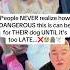 More Dog Owners Should Be Aware Of These Dog Dogs Pet Dogowner Petowner Vet Secrets Usa