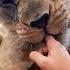 Lioness Nose BOOPS Adorable