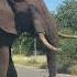 Massive Elephant Bull In Front Of Our Car