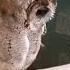 Funny Owl Funnyanimal Funny Catchannel Funnycat Pets Funnypetschannel