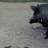 Far Cry 6 Guapo The Crocodile VS Wild Boar