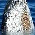 Symbiosis Explained In 60 Seconds Nature S Perfect Partnership Symbiosis Nature Ecology