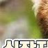 핫클립 심장을 저격하는 귀여움 레서판다의 모든 것 YTN 사이언스