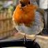 Пение зарянки зарянка птицы Bird Birds Stavropol Sing Birdsong Birdvideos Animals
