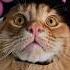 Запомните а то забудете кот юмор Cat котэ