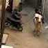 Dangerous Cow Animals Youtubeshorts Eid Qurbani Eiduladha Belikejibran Views Trending