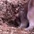 Husky Pup Digs A Huge Hole