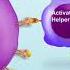 The Humoral Immune Response Immunology Animations
