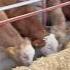 Simintal Molboqish Chorvabozori Chorvachilikuz Sigir Simuntal Bull Cow Molbozor Simintal