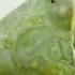 Praying Mantis Love Is Waaay Weirder Than You Think Deep Look