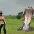 Khet Mein Snake Snake Ya Gaya Har Har Shambhu