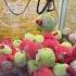 We Got The Hello Kitty Green Apple Head At Round 1 Clawmachine
