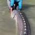 Largest Sturgeon Fish I Ve Seen Monster Sturgeon Shorts Monster Sturgeon
