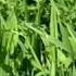Summer Seeded Hairy Vetch From Vegetable Farmers And Their Innovative Cover Cropping Techniques