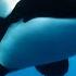 Orca Grandmother Defeats Great White Shark With One Blow Queens