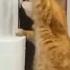 Smart Cat Drinks From The Cooler Cats смешныеживотные приколы2020лучшие