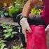 Replanting More Gulay To Harvest